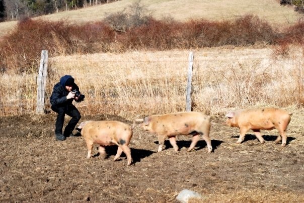 Marcus and the three pigs